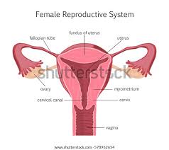Female Reproductive System Stock Illustration 578962654