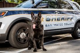 Please join us in congratulating K9 Meiko