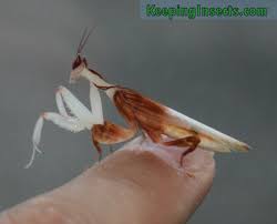 Determining The Sex Of Your Praying Mantis Keeping Insects
