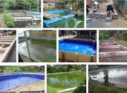 Persiapan Budidaya Ikan Gurame Di Kolam Untuk Pemula