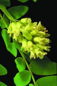 Image result for Sophora velutina