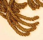 Image result for Huperzia gnidioides