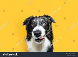 カメラを見て舌でその唇をなめるポートレートhunbgry境界コリー犬。黄色い背景に風船写真素材2230303691 | Shutterstock