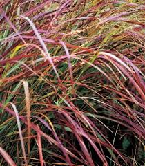 Image result for Panicum pusillum