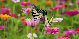 We did not find results for: 15 Best Plants That Attract Pollinators Best Flowers For Pollinators