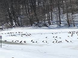 Woke up to a full lake and a winter wonderland!