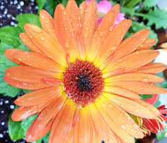 Maybe you would like to learn more about one of these? How To Grow Gorgeous Gerbera Daisy Plants Garden Design