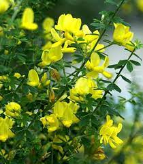 La bellezza di questo fiore ( di cui se ne conoscono più di duecento specie. Cytisus Citiso Fabaceae Come Curare E Coltivare Le Piante Di Cytisus