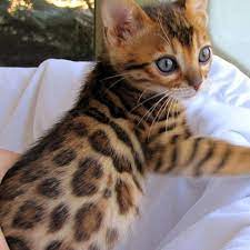 21 Toyger Cat Ideas Beautiful Cats Cute Animals Cute Cats