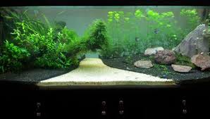 Cultivating An Amazon Biotope Tank Fish Tank Aquarium Betta Fish