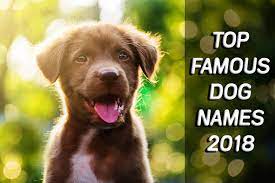 They are regularly found on the list of top ten or 20 dog names each year, and you probably know a couple of them (or more) yourself. Dog Names The Labrador Dog