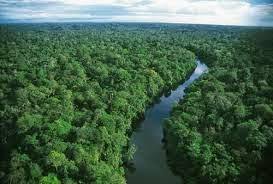 Gambar Hutan Hujan Tropis Di Indonesia Blacki Gambar