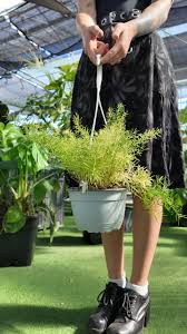 Image result for A. densiflorus Sprengeri