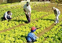 Resultado de imagen de agricultura de subsistencia