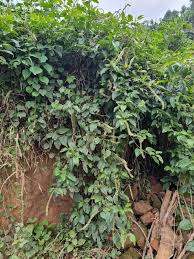 Image result for Phytolacca dodecandra