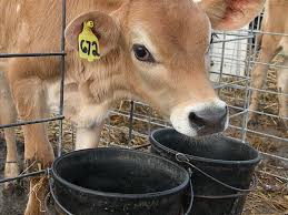 The jersey is a british breed of small dairy cattle from jersey, in the british channel islands. Proposal Sought For Jersey Cattle And Product Research California Dairy Magazine