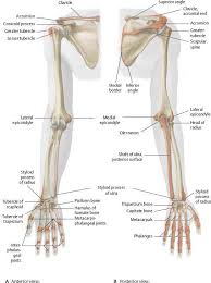 It forms the ball and socket joint of the shoulder with the scapula and forms the elbow joint with the lower arm bones. Arm Bones Arm Anatomy Anatomy Bones Human Body Anatomy
