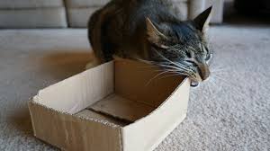 Check spelling or type a new query. Why Do Cats Eat Paper Cardboard 2 Vet Recommended Cat Toys That Can Help Prevent It Rachael Ray Show