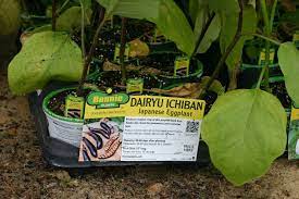Ichiban Eggplant Donated By Bonnie Plant That Will Soon Be Planted In The Vegetable Garden Of The New Grow Your Own Food Growing Vegetables Drip Irrigation Kit