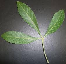 Image result for Allophylus tanzaniensis