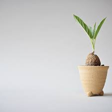 Image result for Adenia goetzei