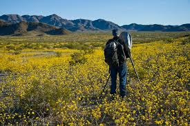 The extent and timing of spring wildflower blooms in joshua tree vary from one year to the next. California Desert Wildflowers A Great Spring Michael E Gordon Photography