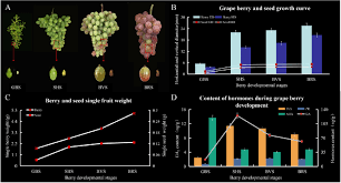 You can also download free file my website testedflashfiles . Growth And Variation In Berry Size During Development Of Berries At Download Scientific Diagram