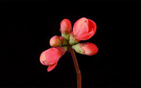 Llll➤ hundreds of beautiful animated flowers gifs, images and animations. Fleurs Blume Transparent Gif Find On Gifer