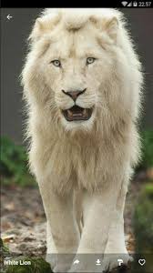 The king of the jungle is also a favorite wallpaper of unsplash users. Download White Lion Wallpaper Hd Free For Android White Lion Wallpaper Hd Apk Download Steprimo Com