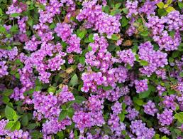 Image result for Lantana rugosa