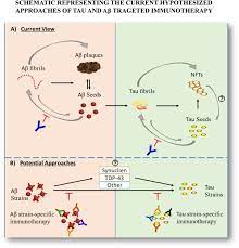 Prospects For Strain Specific Immunotherapy In Alzheimer S Disease And Tauopathies Npj Vaccines