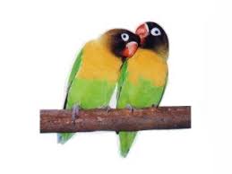 Jawaban tebak gambar level 53. Ooi S Fauna Malaysiana Birds 0 Burung1 Htm Ver 1 0 1997 2004 Last Updated 16 01 2004