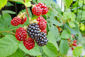 The froth comes from a chemical in the berries called saponin, which produces bubbles like soap. Wild Blackberries Inhabitat Green Design Innovation Architecture Green Building