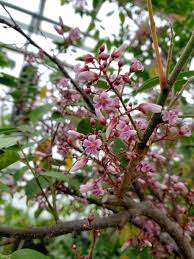 Image result for Averrhoa carambola