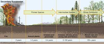 Stages Of Succession Can Undergo Secondary Succession The Stages Of Secondary Succession Ecological Succession Secondary Succession Ecology
