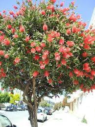 Bottle Brush Tree Flowering Trees Trees To Plant Trees For Front Yard