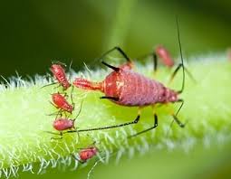 What to use for aphids? How To Get Rid Of Aphids On Peppers Sunday Gardener