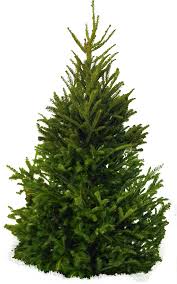 Download Png Image Tree Png Image Plant Texture Trees To Plant Plants