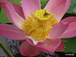 Gumbo S Pic Of The Day May 2 2015 Lotus Bali Lotus Blossom Love Garden Beautiful Gardens
