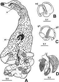 Image result for Cyclocotyla
