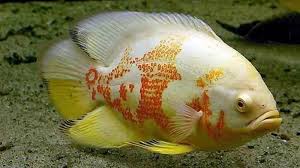 Ikan oscar termasuk dalam jenis ikan karnivor yang kanibal, mengapa demikian karena ikan oscar yang sudah dewasa tidak akan sungkan untuk memakan ikan. Ikan Oscar Harga Jenis Cara Budidaya Dan Cara Merawat