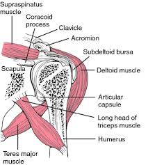 Maybe you would like to learn more about one of these? Shoulder Flexion Definition Of Shoulder Flexion By Medical Dictionary