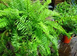 We did not find results for: Bien Choisir Et Entretenir Les Fougeres D Interieur