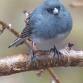 Ranger Workshop - Backyard Birding