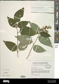 Image result for Dissotis multiflora