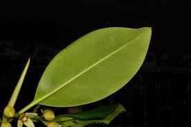 Image result for Rhizophora mucronata