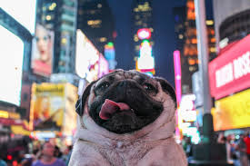 Look what will be available to bid on at the pdca pug national annual dinner and silent auction on saturday, september 30, 2017! Doug The Pug Wikipedia