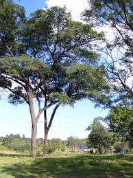 Image result for Brachystegia microphylla