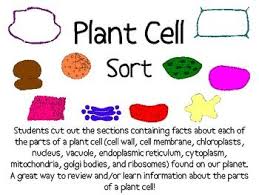 We did not find results for: Plant Cell Sort Packet Plant Cell Learning Science Plant And Animal Cells