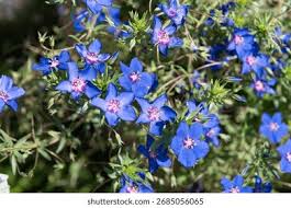 Image result for Lysimachia monelli